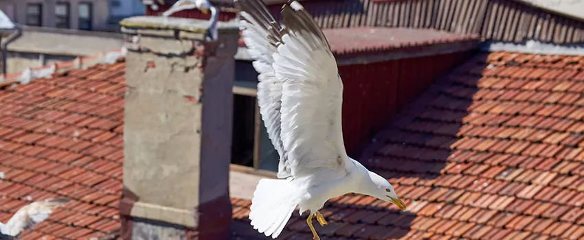 Residential Chimney Animal Removal Solution in Palmdale, CA